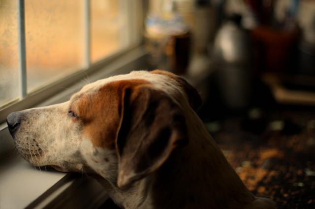 Sadie_in_the_Window.jpg