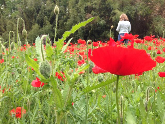 photo_%2839%29_tricia_poppies_lr.jpg