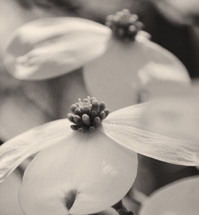 2009photos/dogwoodduoweb.jpg